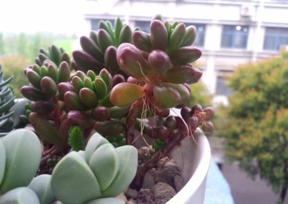 多肉植物夏季出现一种现象，是在向你发求救信号，一定要及时处理