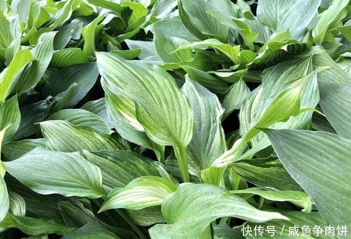 花色|5种好养的耐阴花，对光照没硬性要求，花繁叶茂、花色变化多样