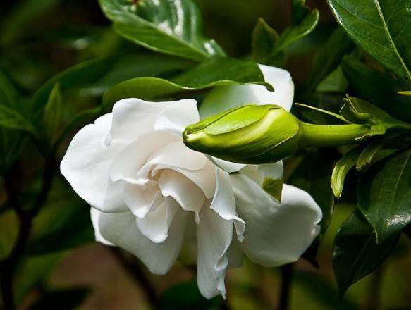 栀子花“花朵少又小”稍微“虐一虐”,花苞旺、花朵大,满盆爆