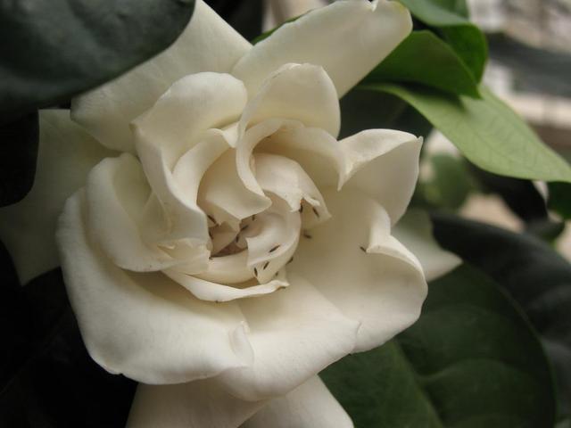 植株上的小黑飞虫，怎么赶也赶不走，用这一招效果真不错