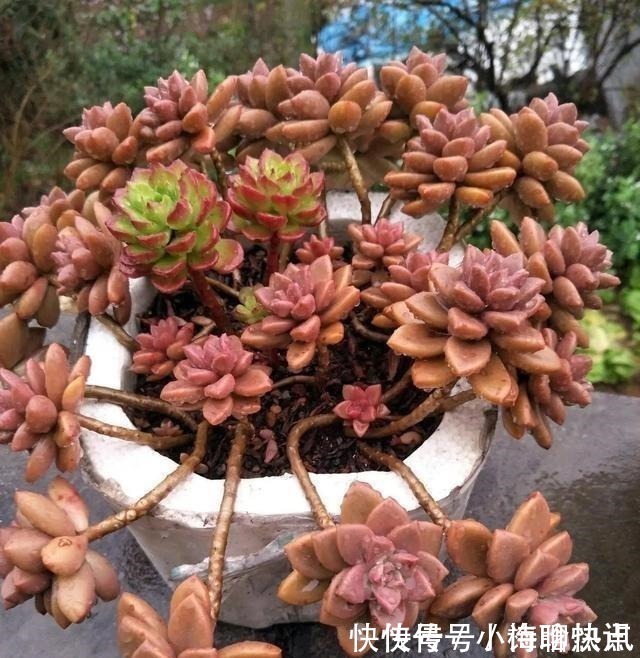 养多肉3年顺风顺水,多亏选了6种大普货,现在全是大老桩