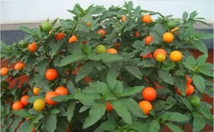 小玲|4种懒人花,越不管长得越好,花开满盆,勤快反而养不好