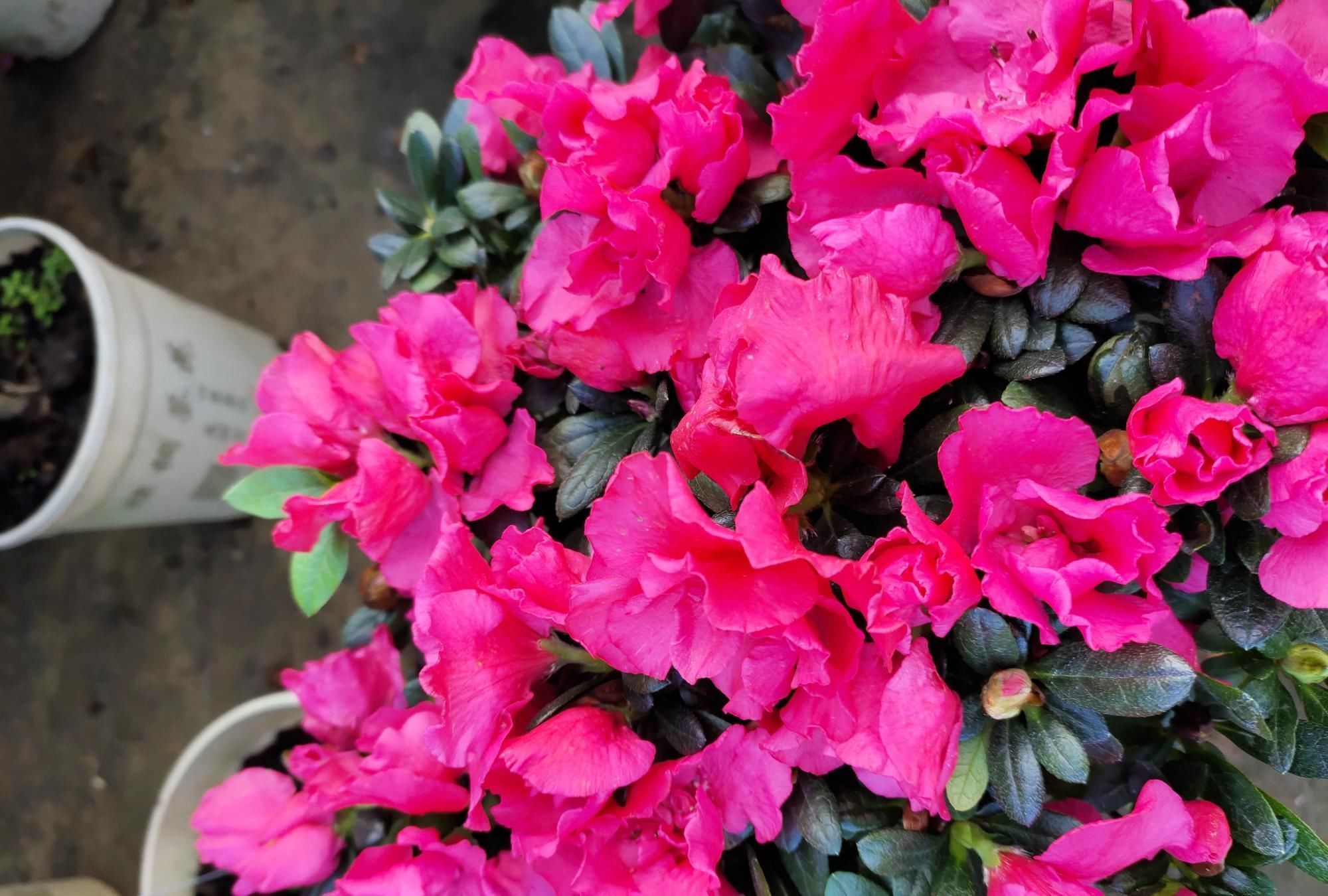 做好|刚买的杜鹃花,做好这几步,很容易养好,花期还特别长