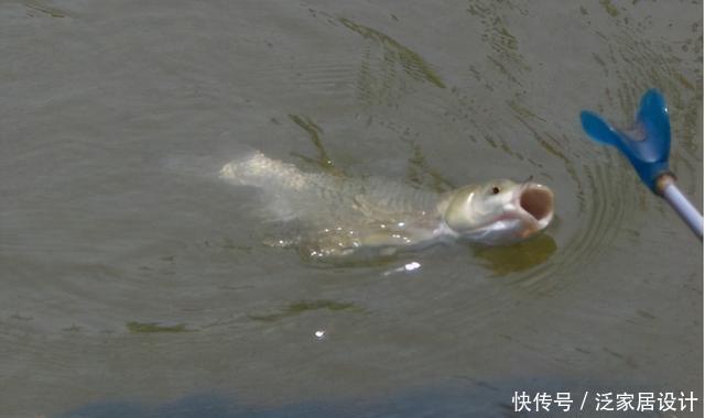 突遇大鱼想要拉上岸怎么办?新手必看的遛鱼技巧