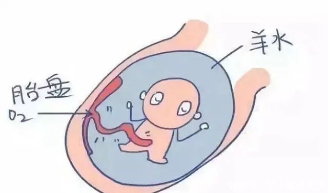 胎儿|四维彩超单上的三个数据,暗示胎儿发育好不好,孕妈学会看更省心