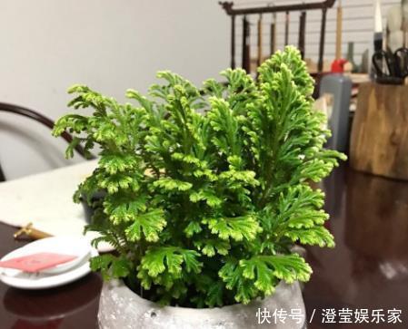 盆栽|山坡上的“野草”，挖1棵当盆栽，2年后价值“翻10倍”，珍贵