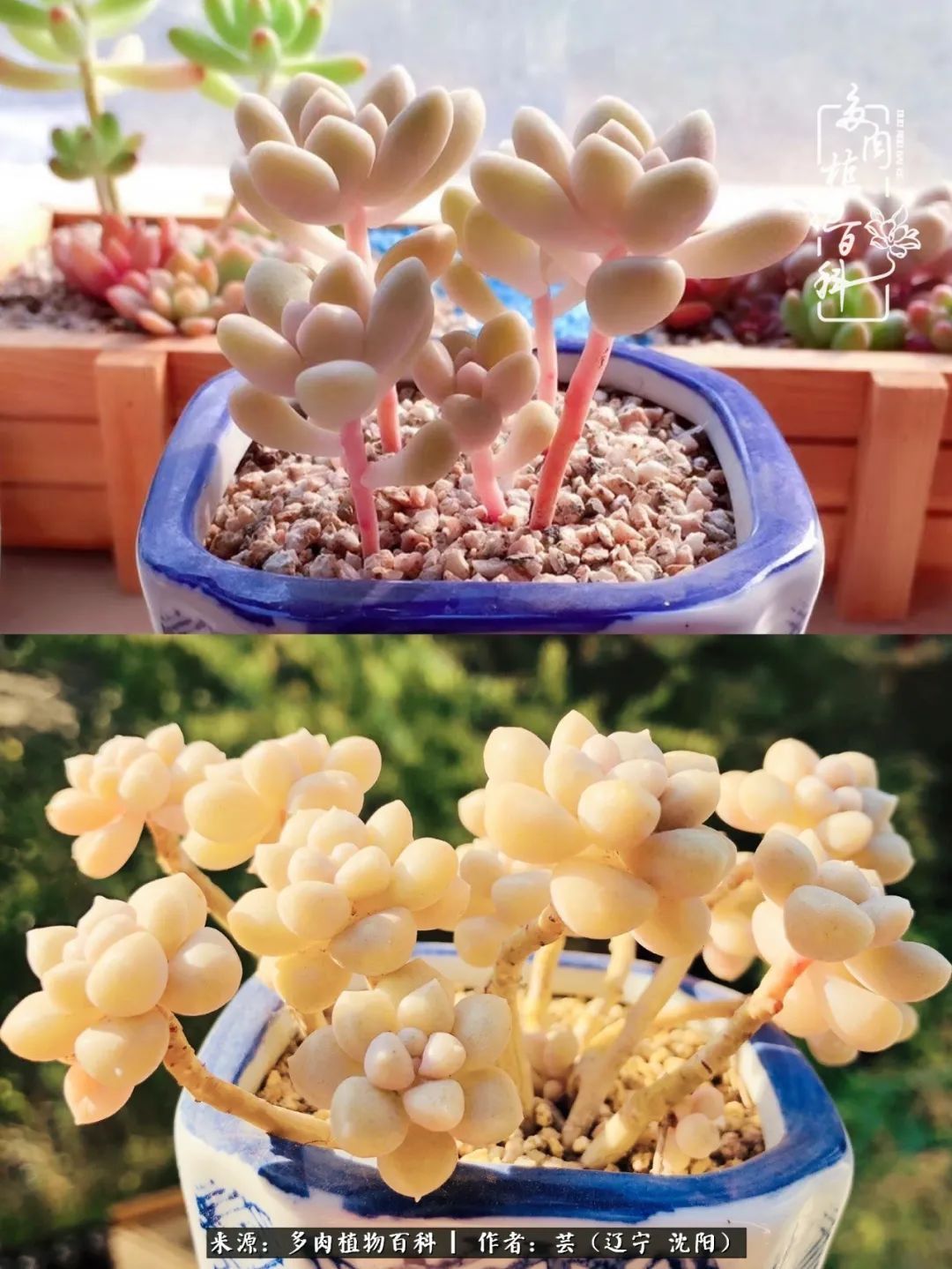 血罗|万物皆有灵性，一年四季有多肉陪伴真好！