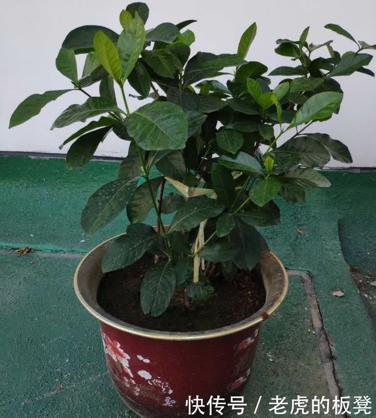 盆栽|栀子花花期要到了,做好3点,花苞多,花朵大又香