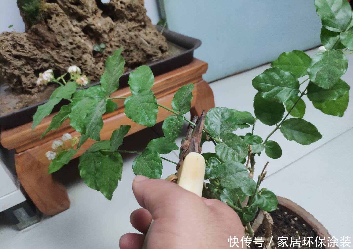 爆盆|养茉莉,记住5点“疯狂”,一年开5茬,花开爆盆不是事