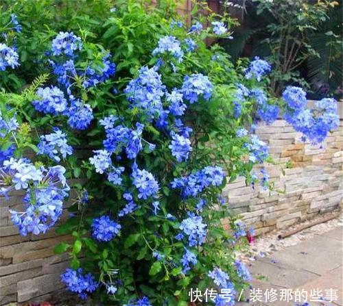 新手|5种花,现在扦插正当时,天越热生根越快,适合新手