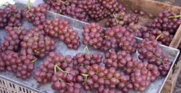 此种|吃完葡萄以后,一定别碰此种食物,为了自身的健康,早知早受益