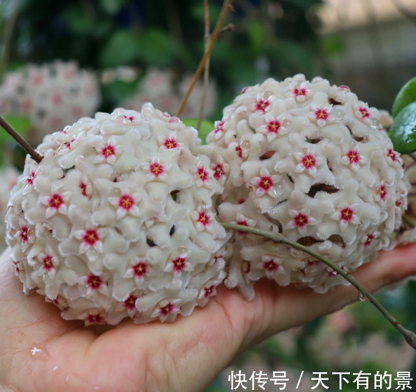 阳台上|3种“小爬藤”花，剪个枝条插一棵，爬满阳台开满花，美得不像话