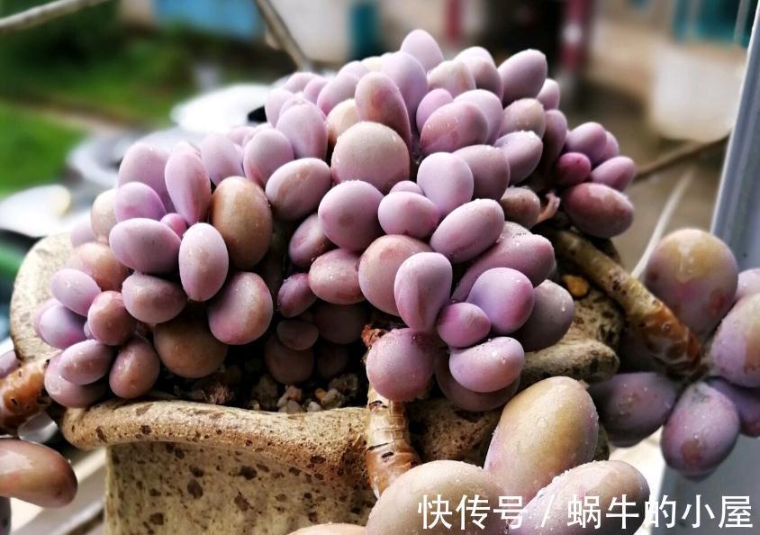 多肉品种何其多,唯有桃蛋是最爱