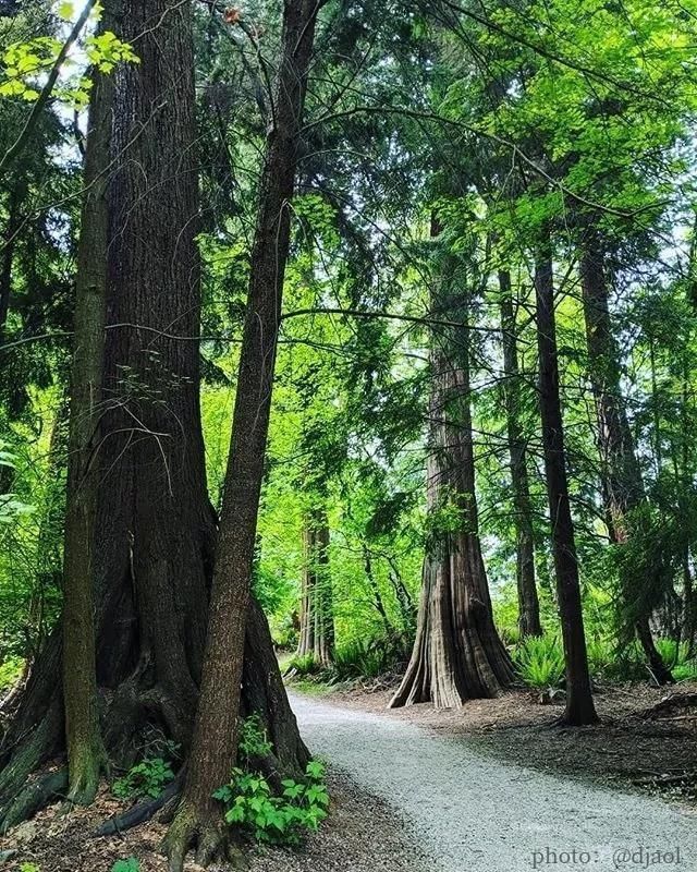 泛旅行一城一故事在斯坦利公园的绿色生活温哥华，世界上最绿的城市