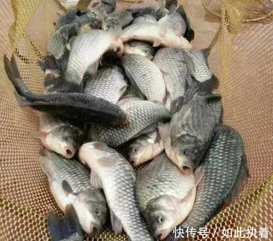 钓鱼|秋钓草边“三钓”、“三不钓”,用好了总有一次要爆护!