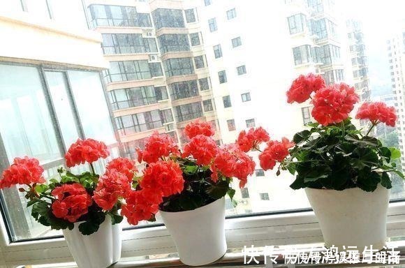酸碱度|厨房一种调味料,养花3个用法,分分钟拯救黄叶,比硫酸亚铁都强!