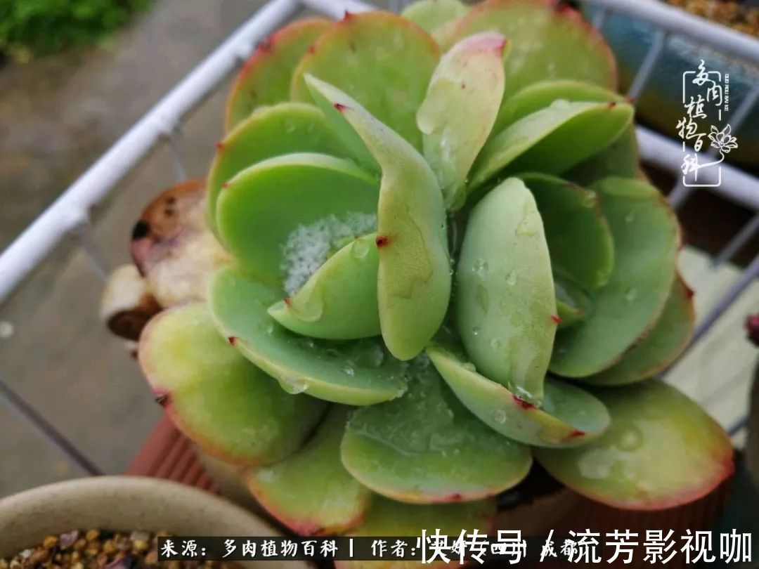 多肉|人生有时候就像多肉，不是不出彩，只是经历的时光还不够！