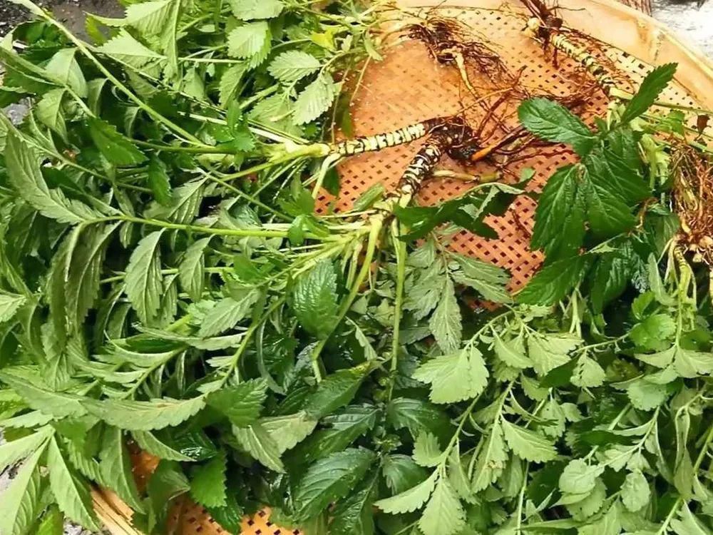 全身|全身有刺,但请珍惜它,既是美味野菜又是药材,市场10元一斤