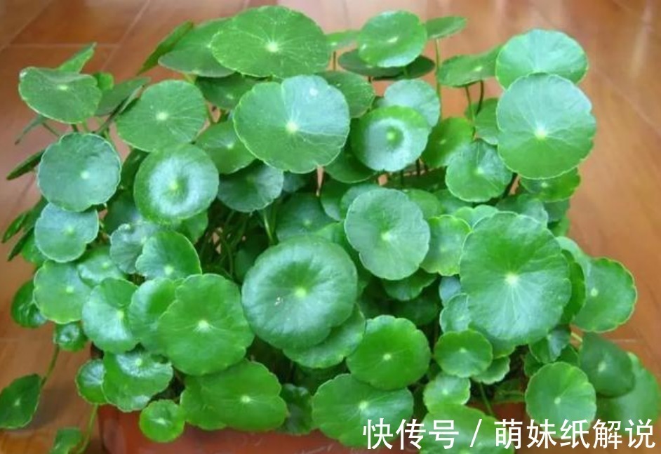 “3种绿植”养家里,漂亮养眼,关键特别好养护,空气清新心情好