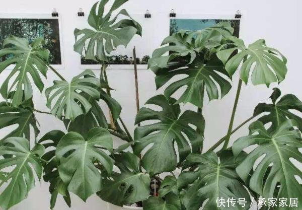 养护|4种花养在房间,能减少“病菌”,空气清新少生病还特别好养护