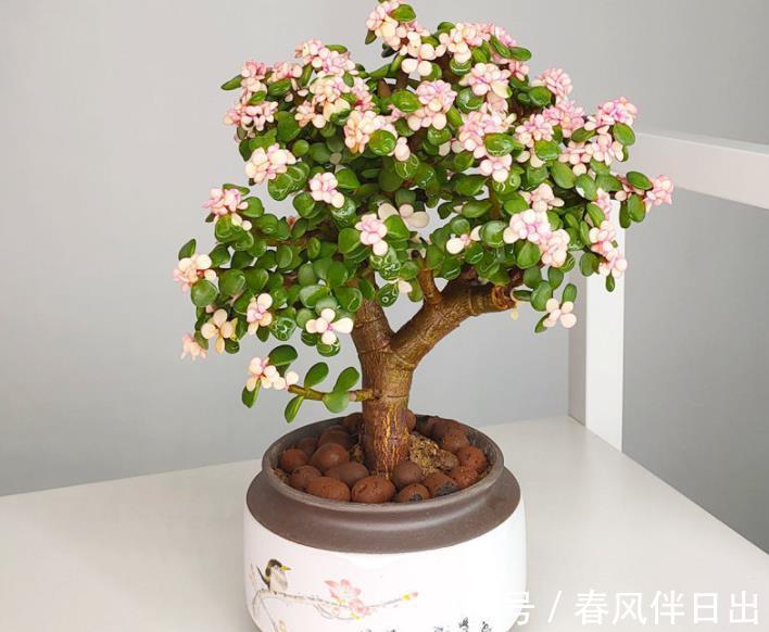 观赏性|7月份养金枝玉叶，“4个”细节做好，花叶俱美