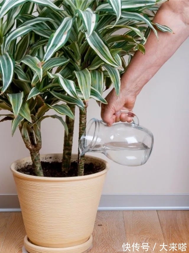 如何正确给室内植物浇水?掌握11个浇水技巧,你也能变园艺高手