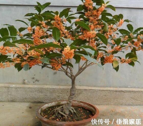 养花养“贵气”,4种花美观养眼,观赏价值高