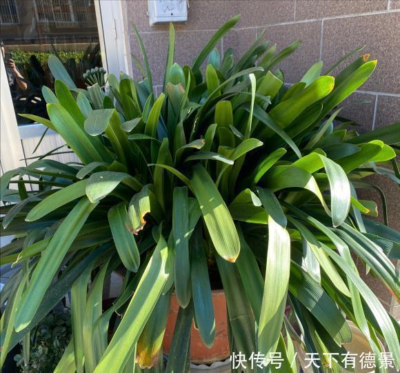 根系|夏天养君子兰，记住“2不要”，高温下好度夏，一连能养很多年