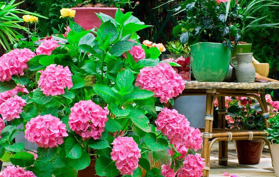 黄豆|三种低成本，不费事，不费时的花肥，轻松养好花