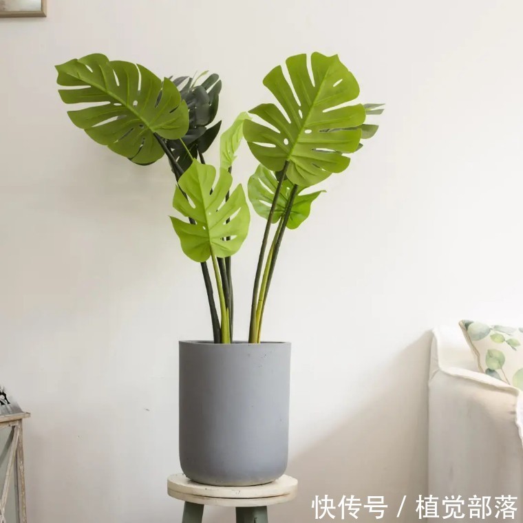 龟背竹叶子卷曲的原因与解决办法汇总