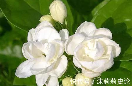 家有小院,几种花安排上,美丽还吉祥