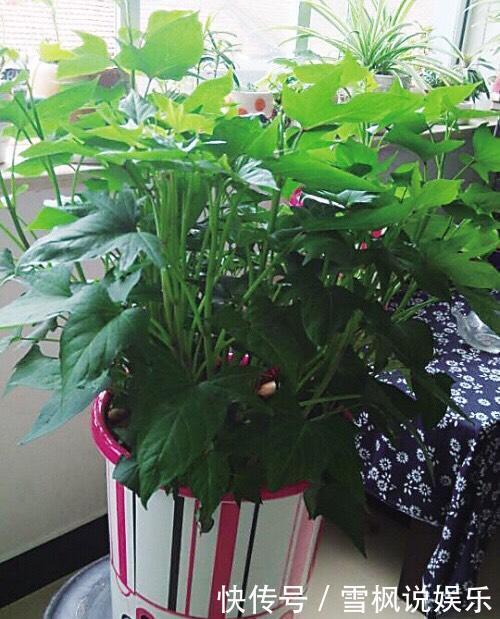 番茄树|阳台上最好养的“3种菜”，种一次，吃不完，收获一盆又一盆