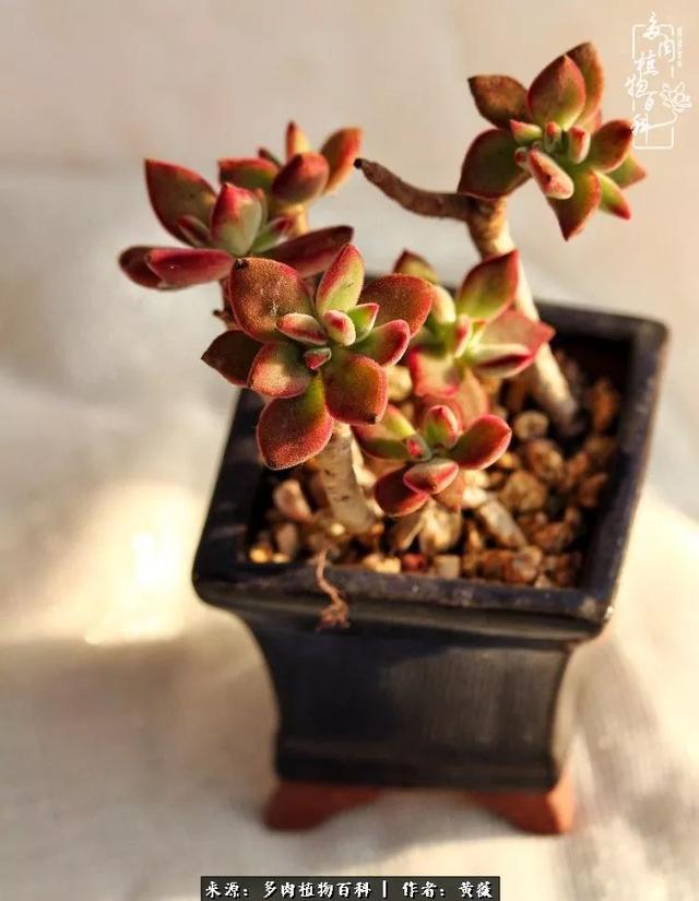 养了三年多肉，终于明白佛系养肉才是王道！