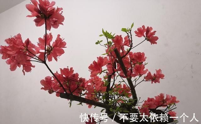映山红|20块一个映山红“疙瘩”,做成盆景太惊艳了,养再久也不愁卖