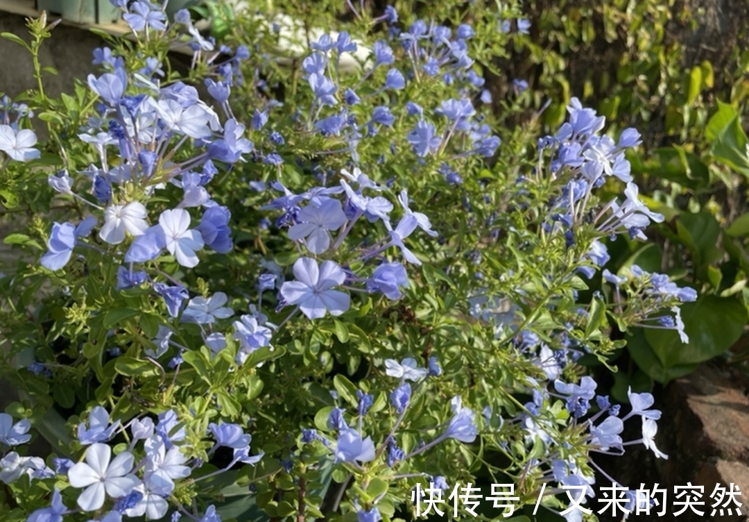 入冬修剪，这9种花，剪错不开花、杆子会枯死