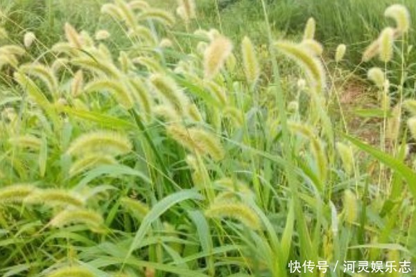 默默无闻的狗尾巴草,泡水喝竟有4个好处,男人女人都需要!