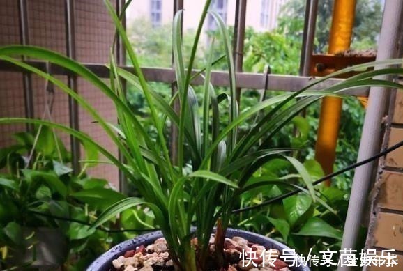 什么啤酒水、黄豆水都不如一把“它”,盆里埋一点,啥花都爆盆