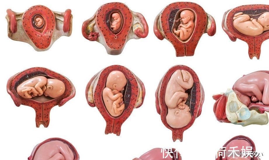 胎位|临产前胎宝宝为什么会自己头朝下入盆?这是宝宝心疼妈妈的表现