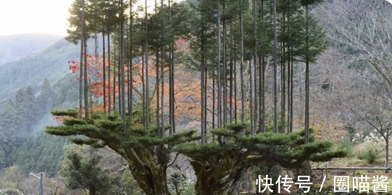 迈克尔杰克逊@“活久未见”的28张照片,相当涨姿势