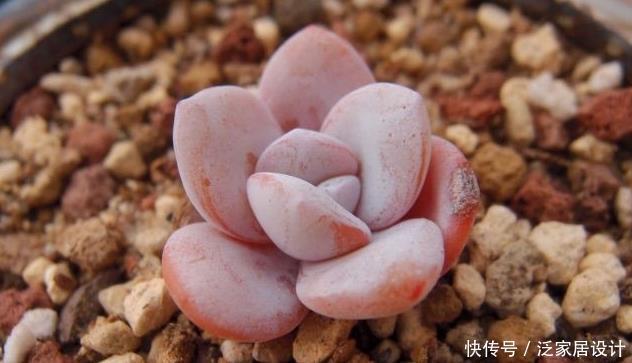 叶片怕水的6种花,浇水最好直接“灌”,不然黄叶、烂心又黑腐