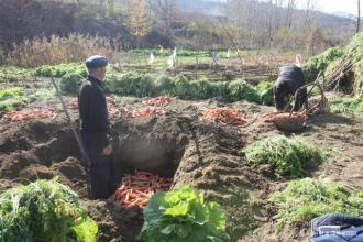 不糠心|胡萝卜收获后怎样贮藏学会这两个方法,胡萝卜不失水不糠心