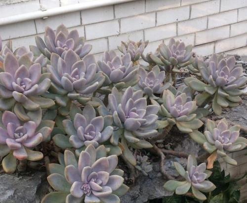 吴小姐想买盆胧月，带回家发现是冬美人，哭笑不得，太难区分了