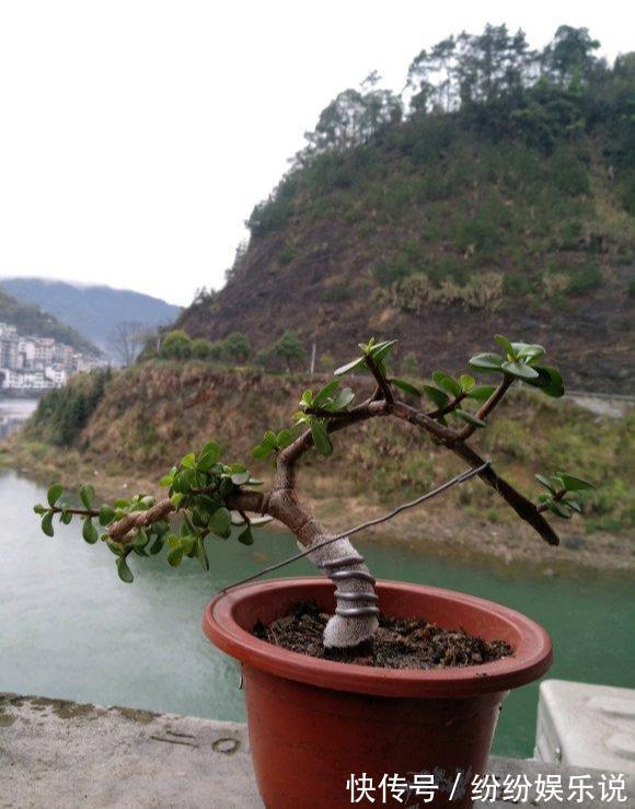 金枝玉叶这样养,变身高大上的盆景,造型惊人,身价翻几倍