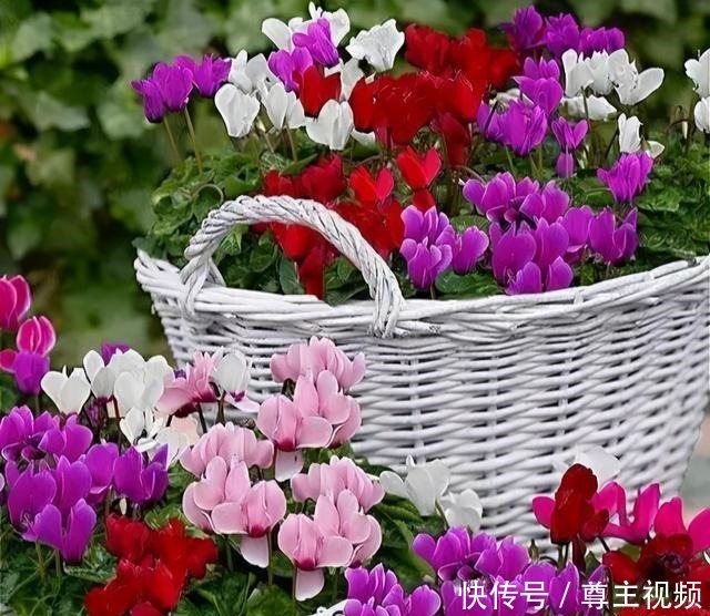 6种“热门”年宵花,个个喜庆吉利,雍容大气,颜值高,寓意好!