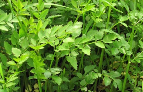 辨别|10种野菜辨别图，遇见了记得摘回家，再不摘点尝尝，下个月就老了