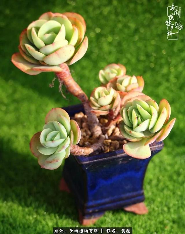 养了三年多肉，终于明白佛系养肉才是王道！