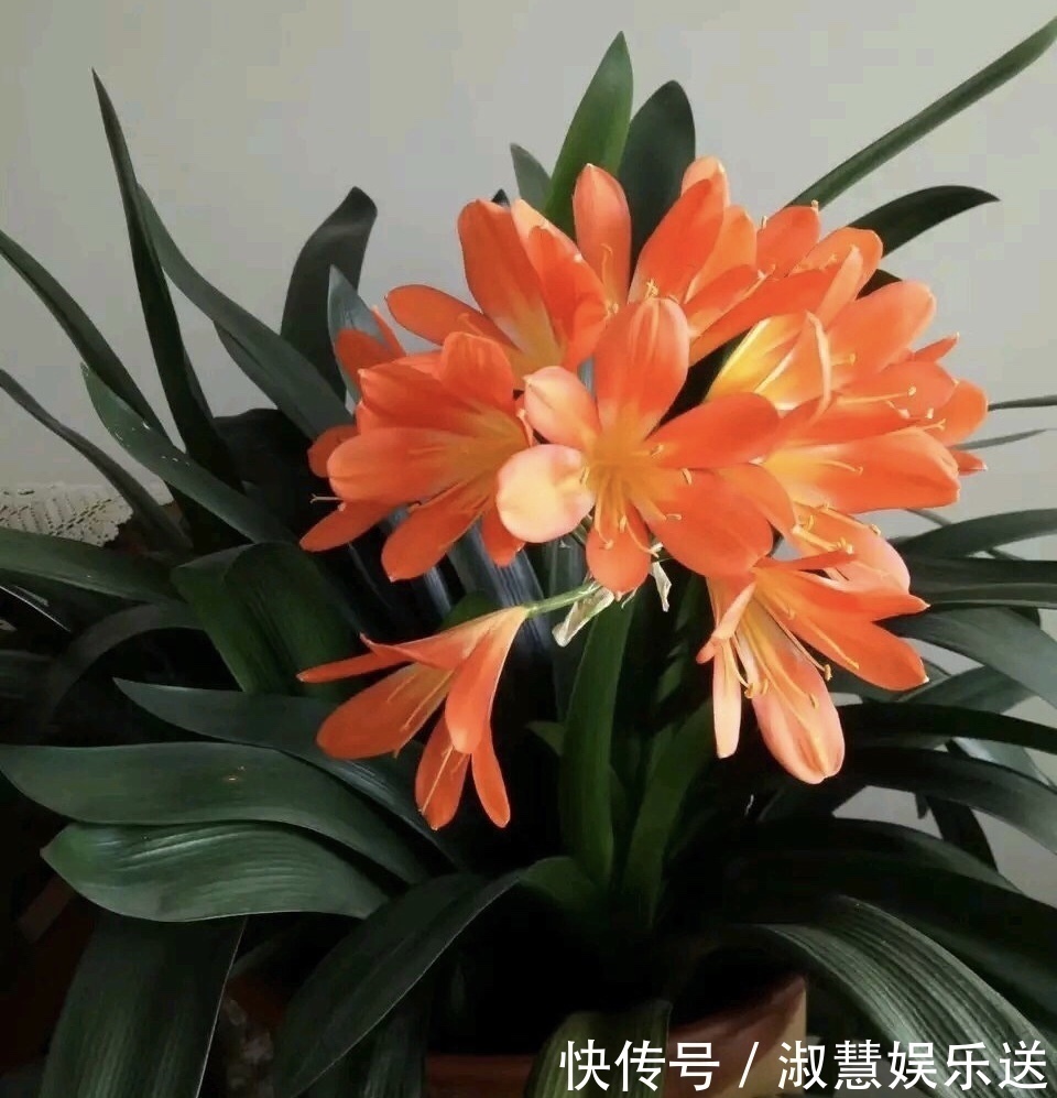 根系|君子兰吃点“大补肥”,蹭蹭直冒“网格叶”,根系就像大白菜