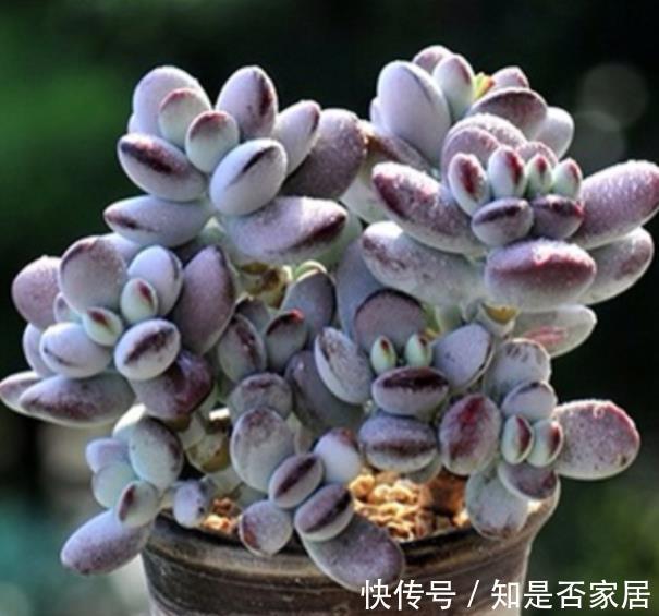 肥厚|推荐几种叶子肥厚的多肉，长势旺盛颜色靓丽，适合新手花友