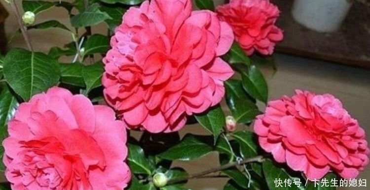 家里要养4种花,开花吉祥又喜庆,比牡丹还美,年年开花美翻