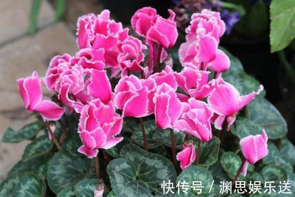 用啥水浇花长得快、开花多、虫害少3个妙招,省时省钱又省力
